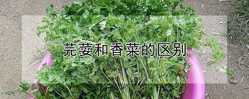 芫荽和香菜的區(qū)別