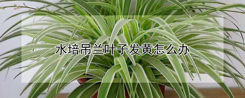 水培吊蘭葉子發(fā)黃怎么辦