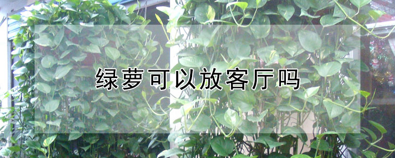 綠蘿可以放客廳嗎