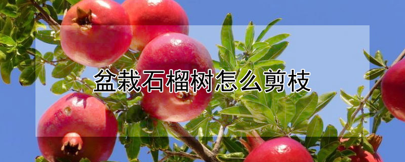 盆栽石榴樹怎么剪枝