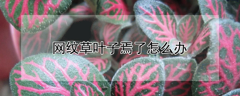 網紋草葉子焉了怎么辦