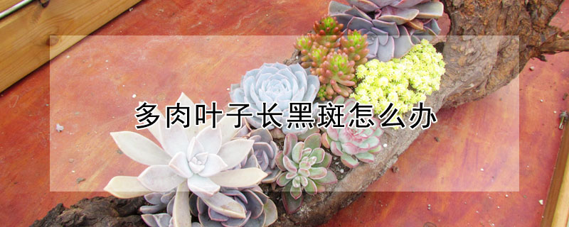 多肉葉子長黑斑怎么辦