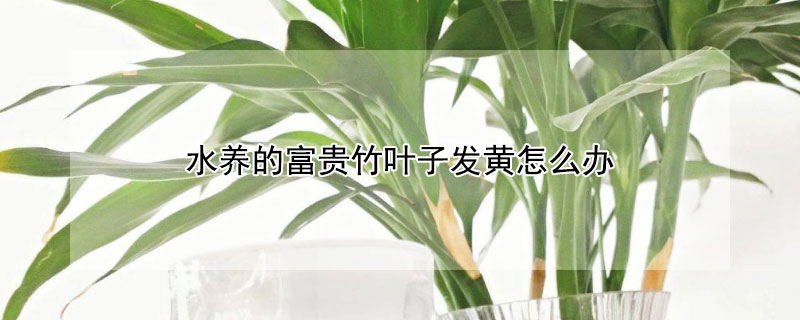 水養的富貴竹葉子發黃怎么辦