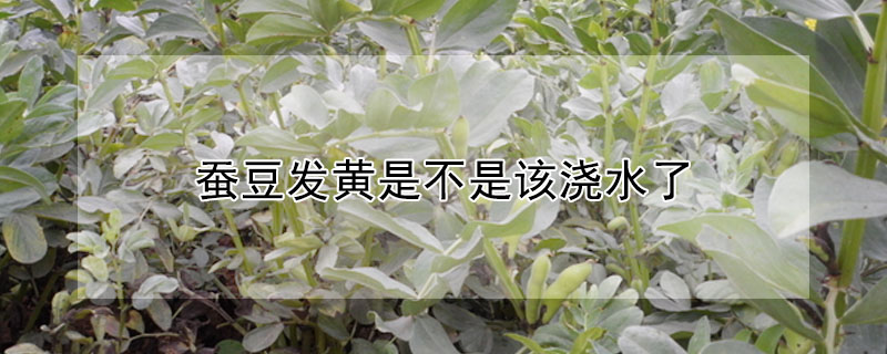 蠶豆發黃是不是該澆水了