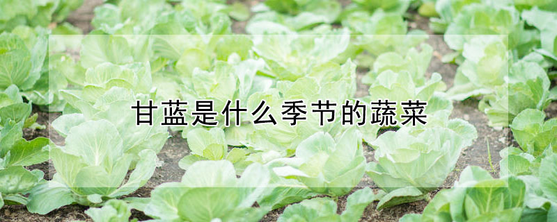 甘藍(lán)是什么季節(jié)的蔬菜