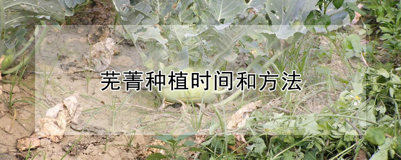 蕪菁種植時(shí)間和方法