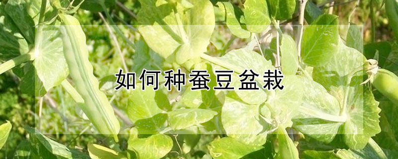 如何種蠶豆盆栽