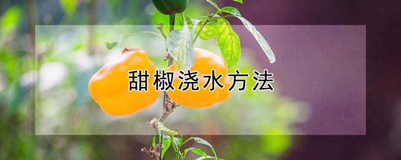 甜椒澆水方法
