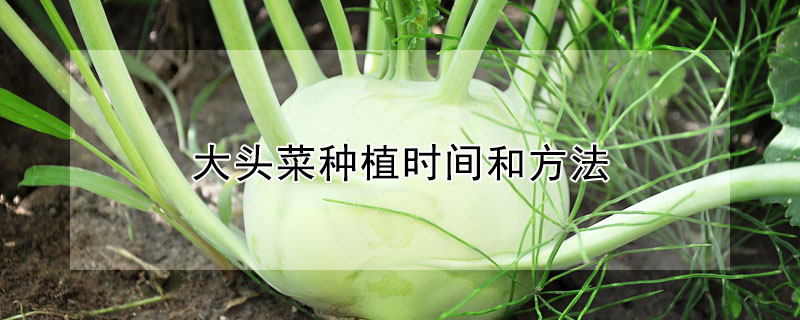 大頭菜種植時(shí)間和方法