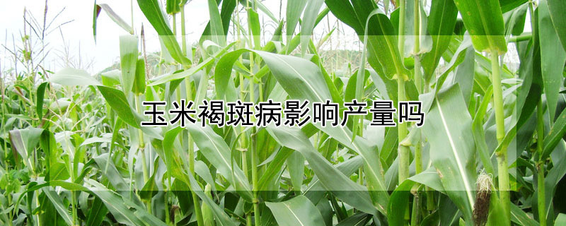 玉米褐斑病影響產(chǎn)量嗎