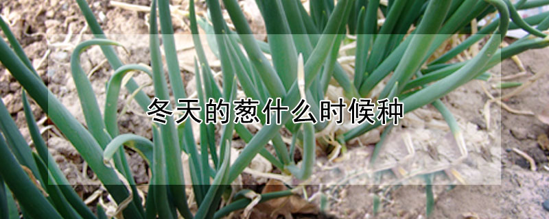 冬天的蔥什么時候種