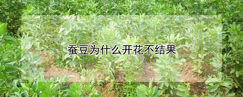 蠶豆為什么開花不結(jié)果