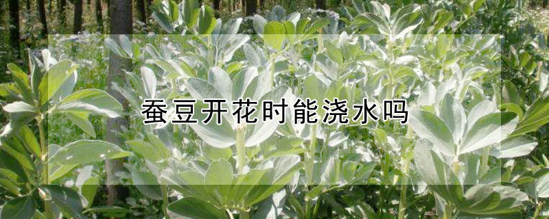 蠶豆開花時(shí)能澆水嗎