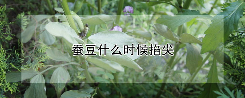 蠶豆什么時(shí)候掐尖