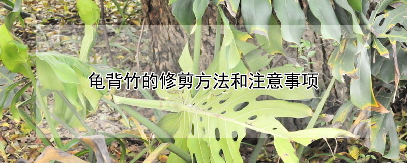 龜背竹的修剪方法和注意事項