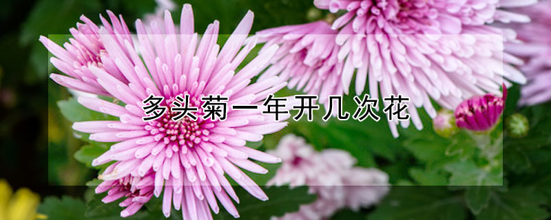 多頭菊一年開幾次花