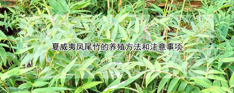 夏威夷鳳尾竹的養殖方法和注意事項