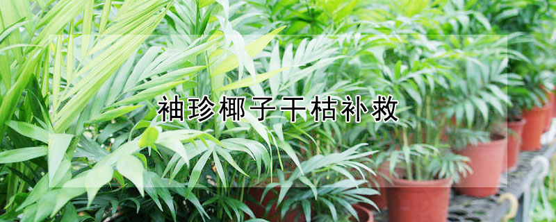 袖珍椰子干枯補救