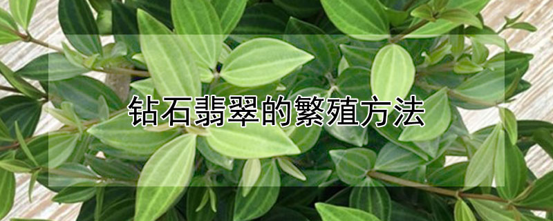 鉆石翡翠的繁殖方法