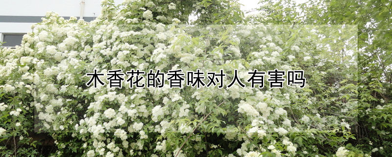 木香花的香味對人有害嗎