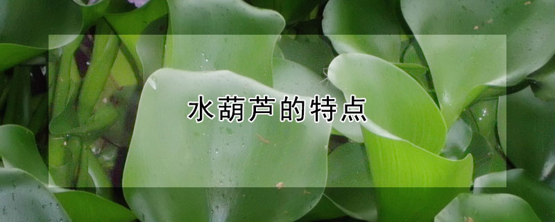 水葫蘆的特點