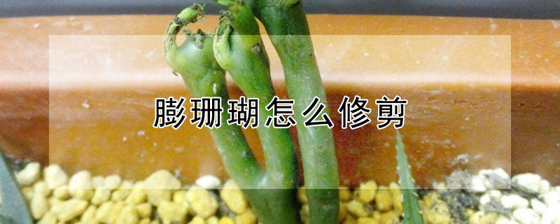 膨珊瑚怎么修剪