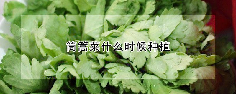 筒篙菜什么時候種植