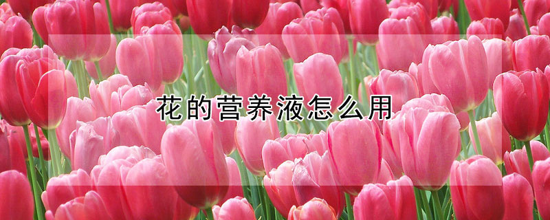花的營養(yǎng)液怎么用