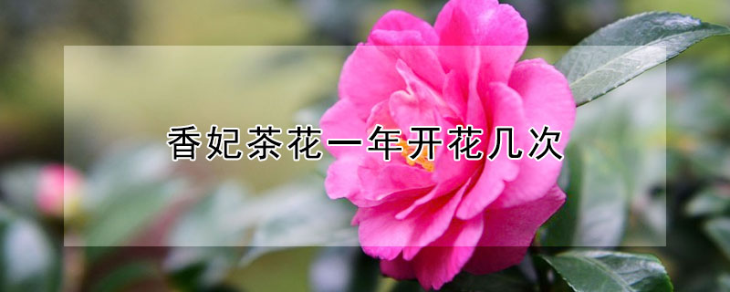 香妃茶花一年開(kāi)花幾次