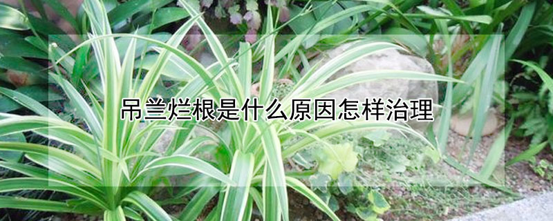 吊蘭爛根是什么原因怎樣治理