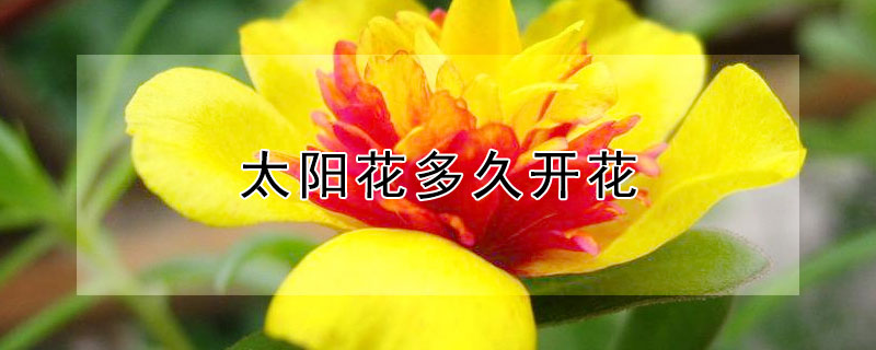 太陽花多久開花