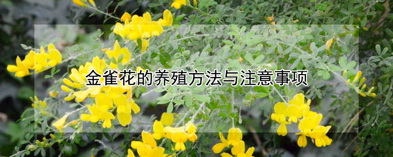金雀花的養(yǎng)殖方法與注意事項(xiàng)