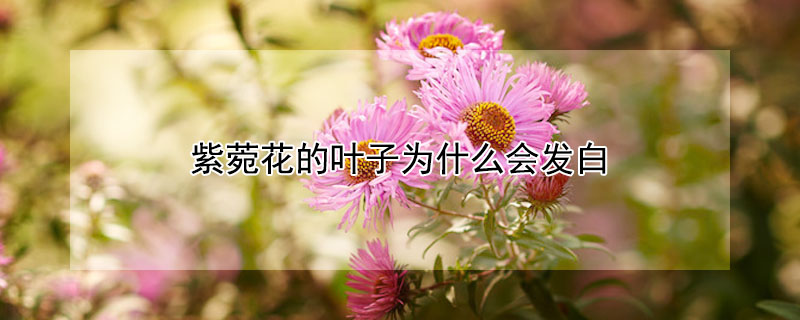 紫菀花的葉子為什么會(huì)發(fā)白