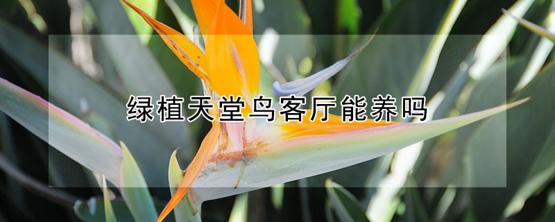 綠植天堂鳥客廳能養嗎