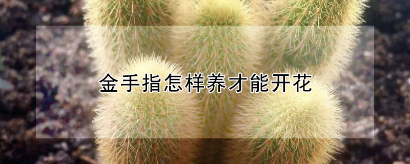 金手指怎樣養(yǎng)才能開花