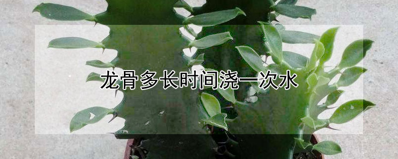龍骨多長時(shí)間澆一次水