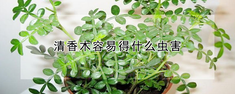 清香木容易得什么蟲害