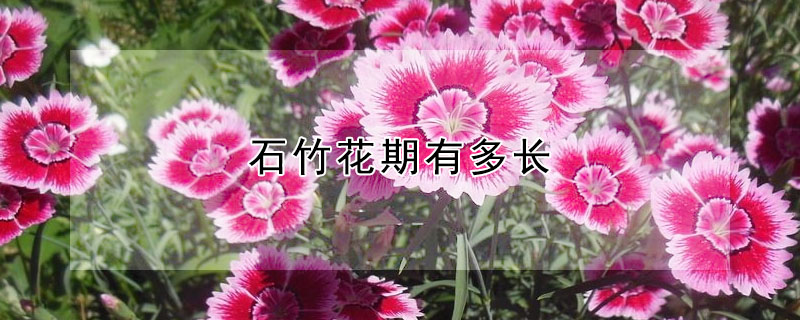 石竹花期有多長