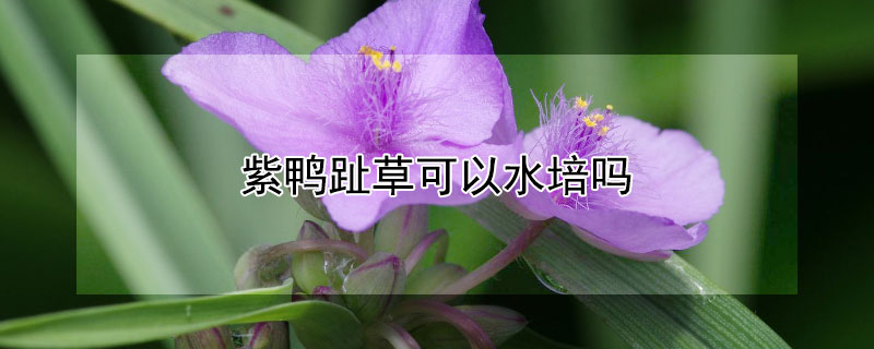 紫鴨趾草可以水培嗎