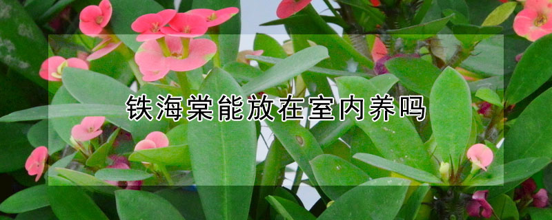 鐵海棠能放在室內(nèi)養(yǎng)嗎