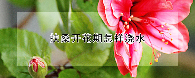 扶桑開花期怎樣澆水