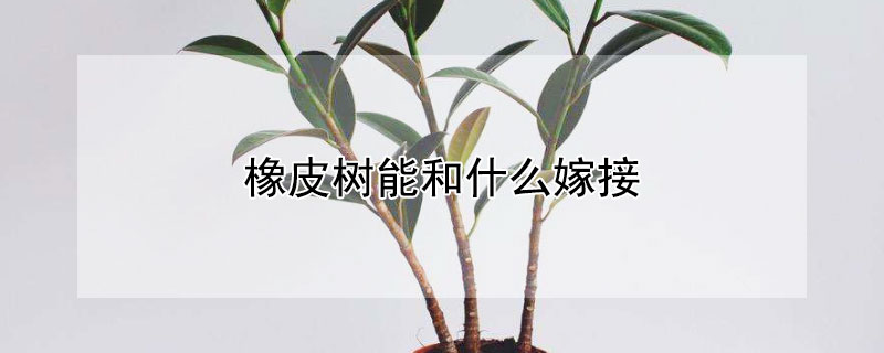 橡皮樹能和什么嫁接