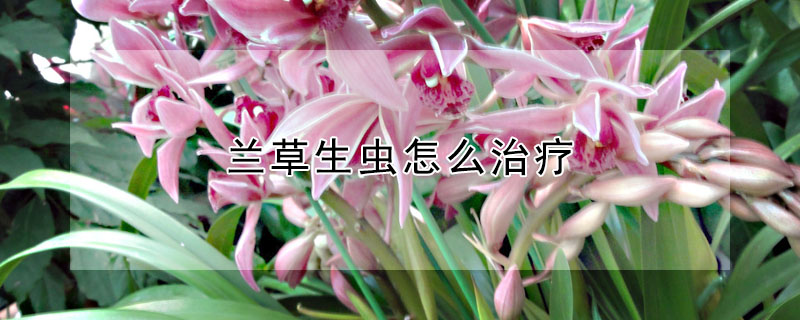 蘭草生蟲(chóng)怎么治療