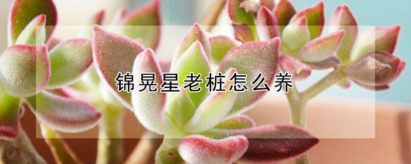 錦晃星老樁怎么養(yǎng)