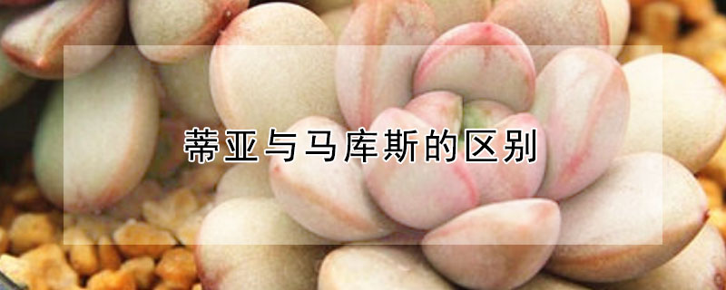 蒂亞與馬庫斯的區(qū)別