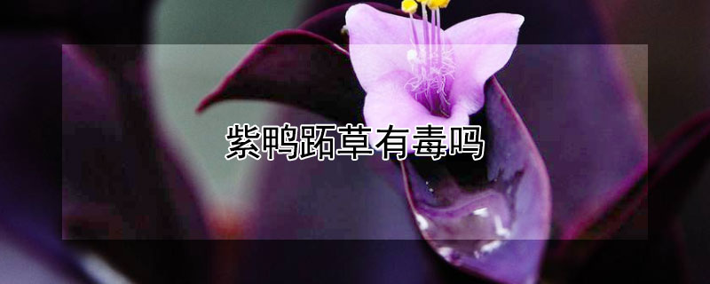 紫鴨跖草有毒嗎