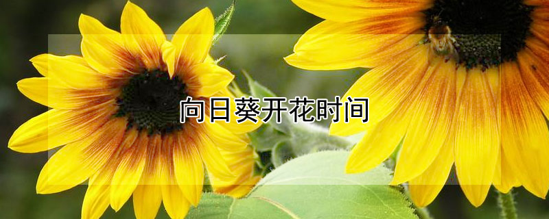 向日葵開花時間