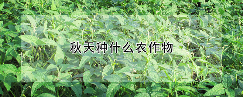 秋天種什么農(nóng)作物