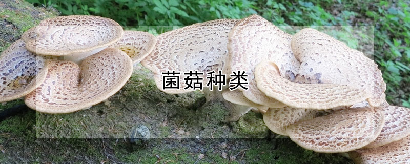 菌菇種類