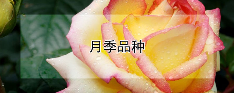 月季品種